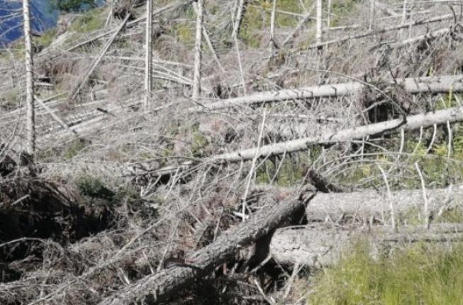 Collegamento a IUFRO 10th Wind and Trees Conference